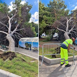 Reggio, grosso albero cade in piazza Garibaldi: nessun ferito