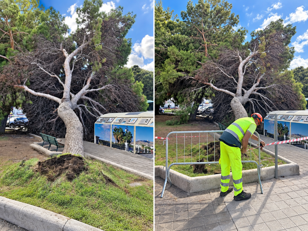 albero caduto piazza garibaldi