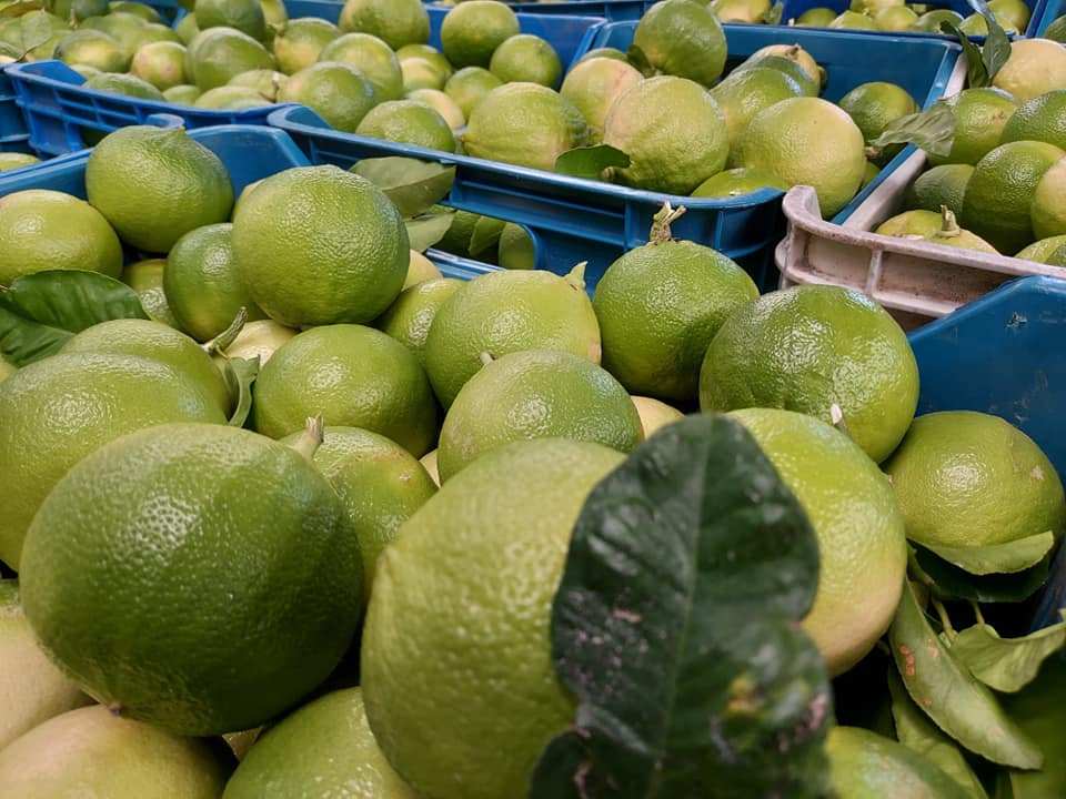 Frutti di agrume verdi raccolti in cassette di plastica blu, tra le foglie