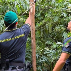 Cannabis, maxi operazione in Calabria: sequestrate 19 piantagioni e 5.550 piante