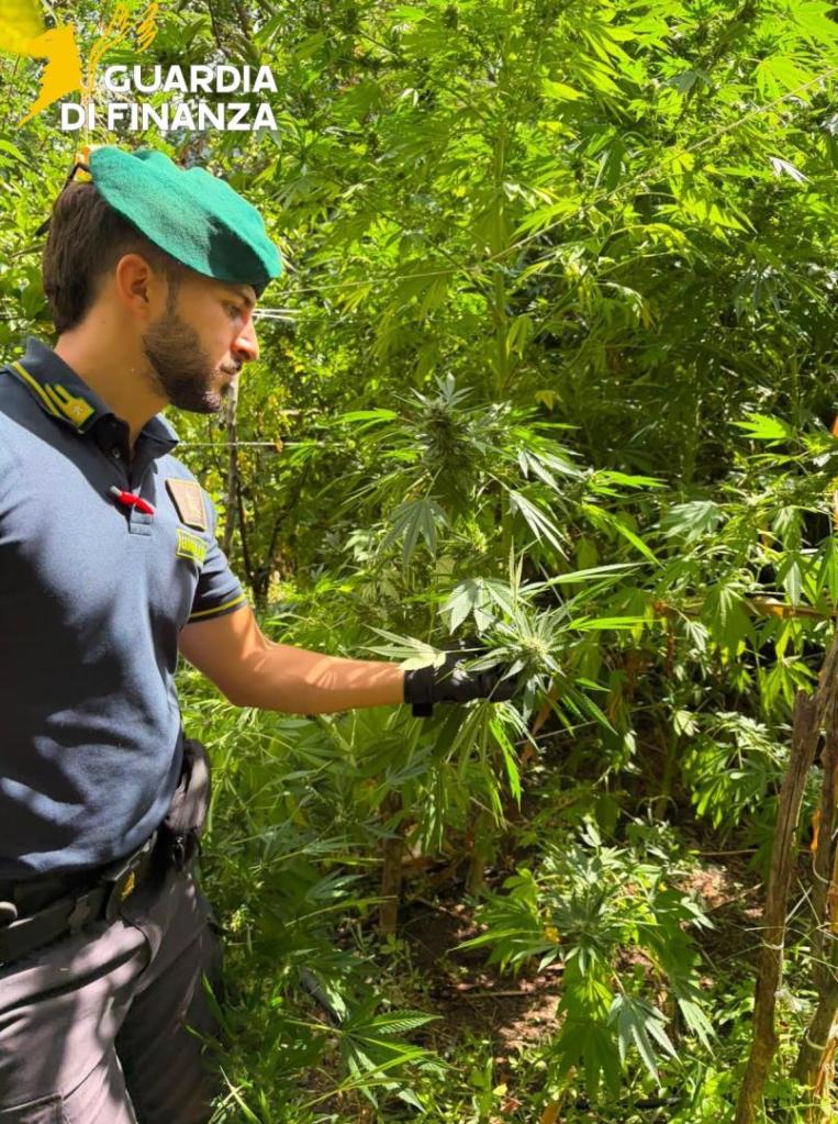 marijuana finanza