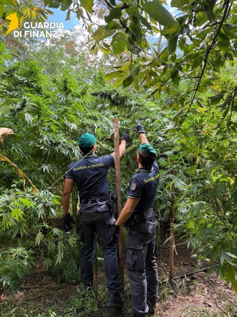 marijuana finanza