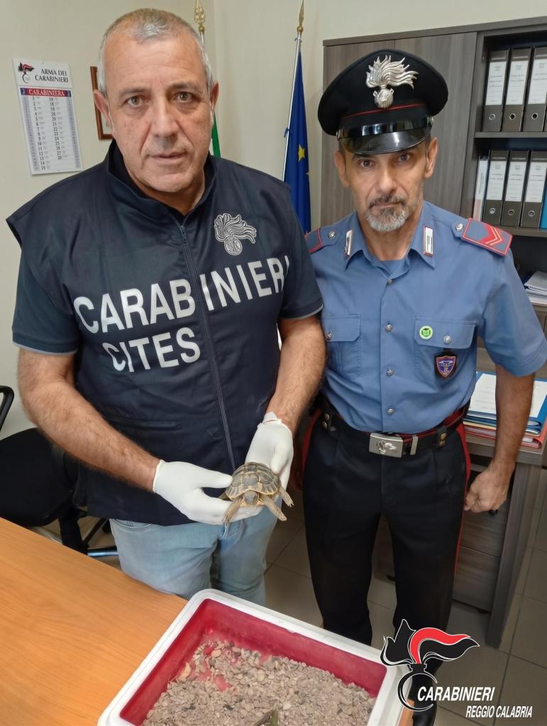 Due carabinieri, uno con il giubbotto CITES, mostrano una tartaruga terrestre sequestrata, con una vaschetta di ghiaia in primo piano