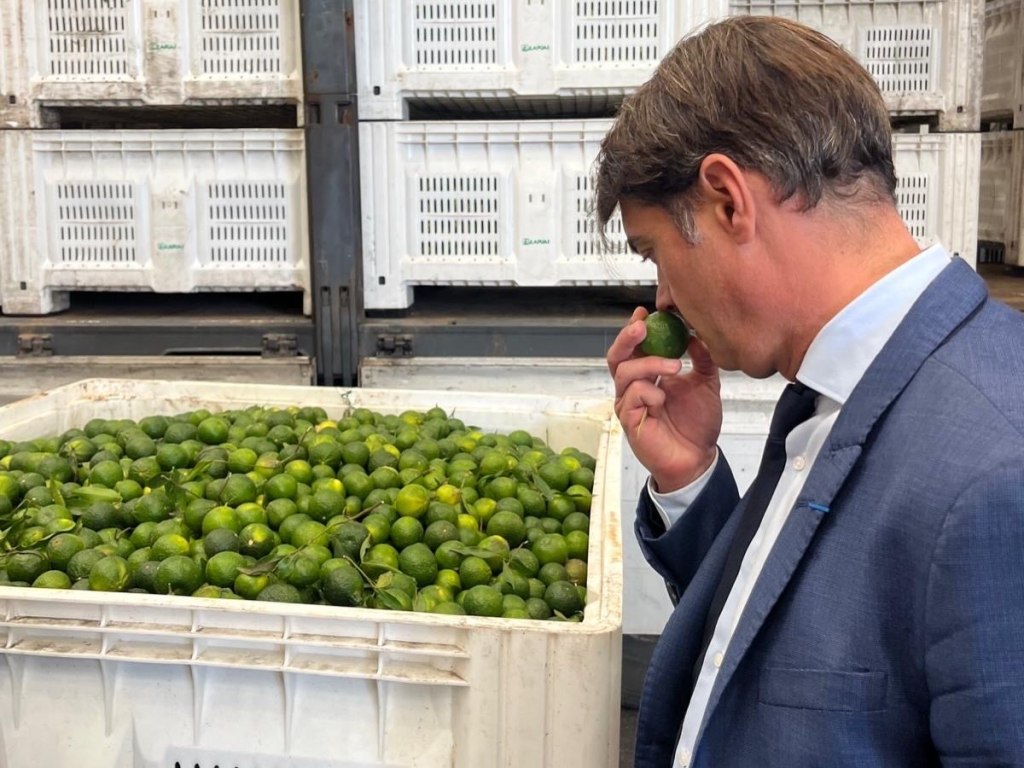 Uomo in giacca blu annusa un agrume verde accanto a un grande contenitore pieno di frutti verdi con foglie