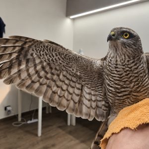 Pellaro, femmina di sparviere ferita a un’ala da una fucilata