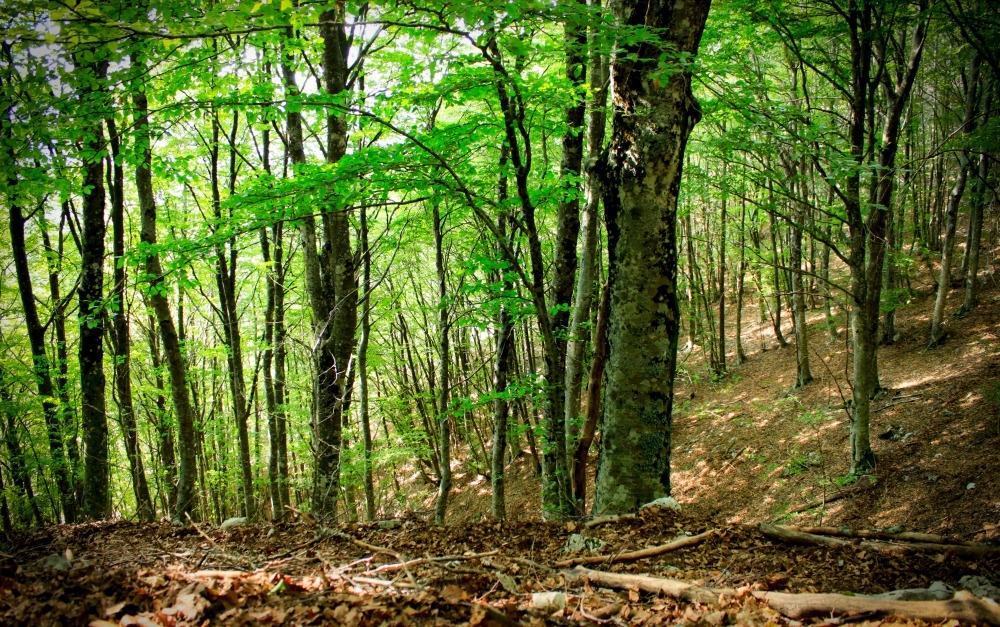 Prestigioso incarico internazionale conferito a Giuseppe Bombino: collaborerà con Interpol per contrastare il crimine nel settore forestale.