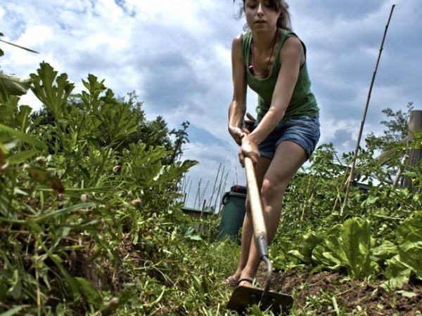 Gli orti urbani, spazi verdi coltivabili ai margini delle città
