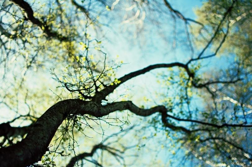 Venerdì 19 l’inaugurazione dell’albero della vita dell’Hospice ricco di ‘foglie di talento’